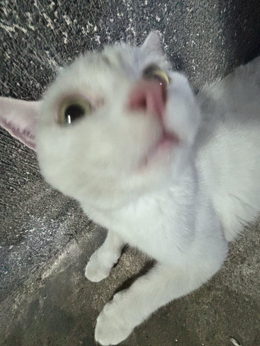 C2Igpp's tweet photo. This is my cat． https://t.co/gp3rclNuq7