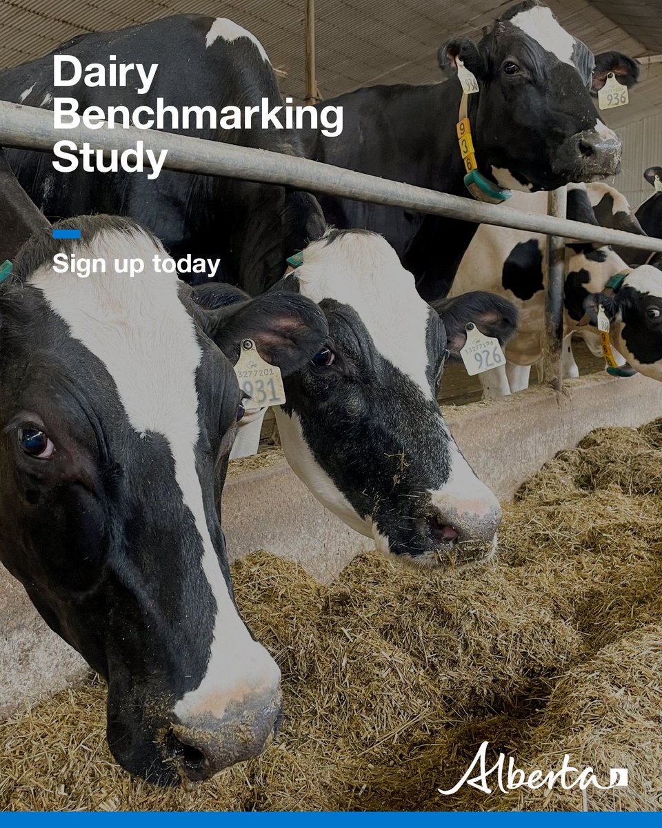 AlbertaAg's tweet photo. Want to see where your dairy farm compares to others in Alberta? Join the AgriProfit$ Dairy Benchmarking Study for hands-on support &amp; tools to help track progress &amp; increase your profits.

Sign up is free. Join today: https://t.co/MUA2dKXWrt

#abag @AlbertaMilk https://t.co/Rtu32ZTR9z