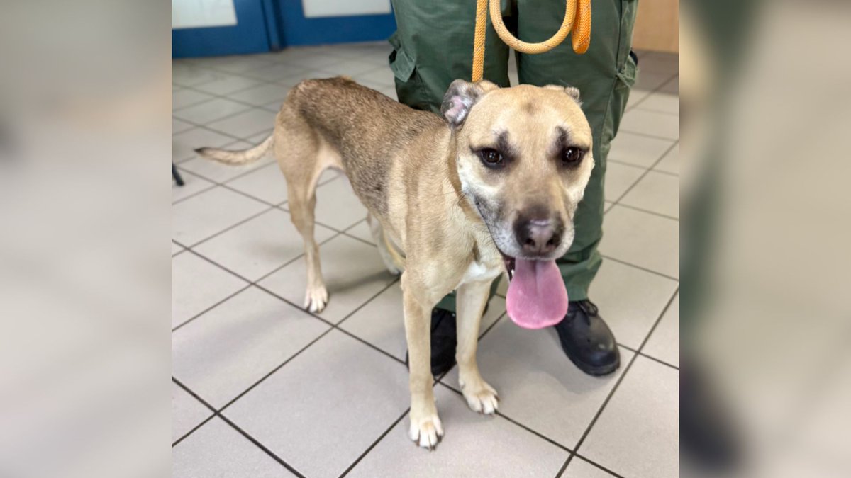 HCSOSheriffESP's tweet photo. Una mujer enfrenta cargos por crueldad agravada hacia animales tras una investigación por el severo abandono de dos perros que estaban bajo su cuidado.
El 14 de julio de 2026, a la 1:49 p.m., #teamHCSO respondió a una llamada de servicio en un apartamento ubicado en la cuadra 800 de East 120th Ave. En el lugar, los oficiales encontraron dos perros bajo el cuidado de Bernice Smith, de 38 años.
Los oficiales observaron que ambos perros estaban extremadamente bajos de peso y gravemente desnutridos. Sus costillas, caderas y columna vertebral eran visibles debido a su condición. El 27 de julio de 2026, Smith fue arrestada y acusada de dos cargos de Crueldad Agravada hacia Animales.
Para más información, haz clic en el enlace en la biografía.