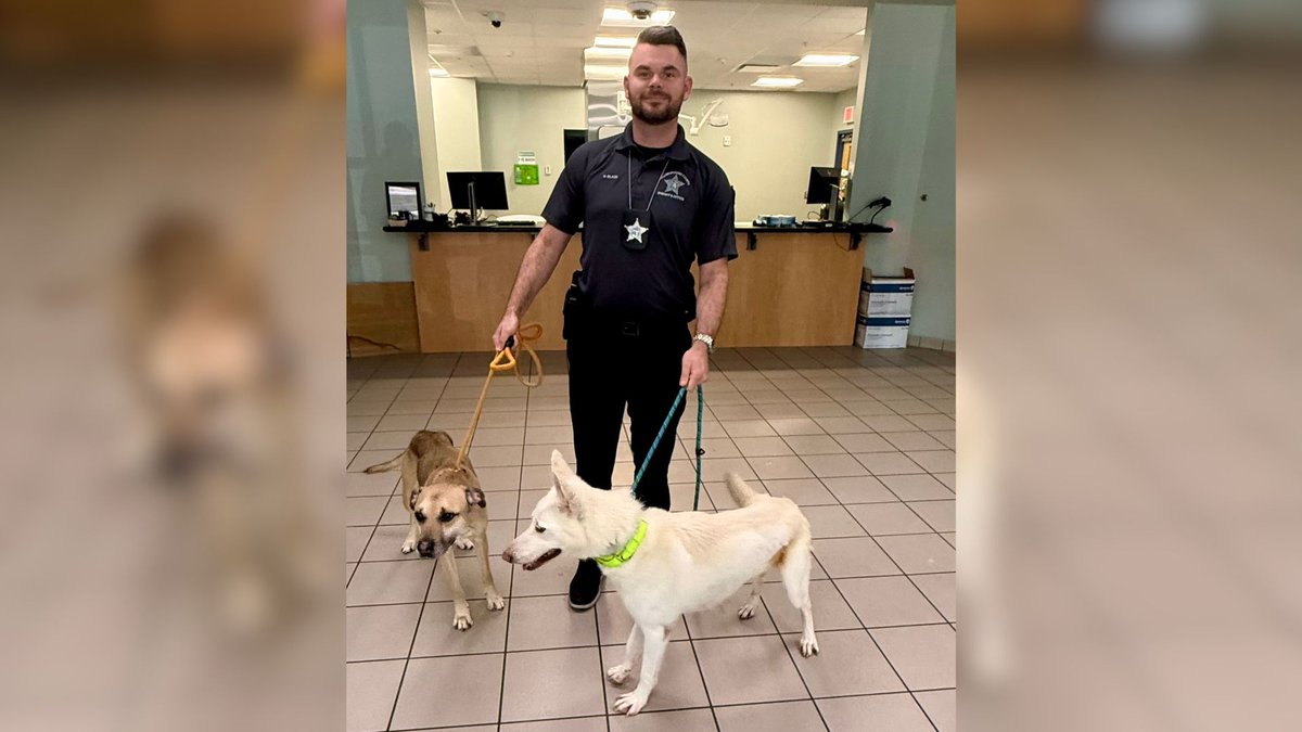 HCSOSheriffESP's tweet photo. Una mujer enfrenta cargos por crueldad agravada hacia animales tras una investigación por el severo abandono de dos perros que estaban bajo su cuidado.
El 14 de julio de 2026, a la 1:49 p.m., #teamHCSO respondió a una llamada de servicio en un apartamento ubicado en la cuadra 800 de East 120th Ave. En el lugar, los oficiales encontraron dos perros bajo el cuidado de Bernice Smith, de 38 años.
Los oficiales observaron que ambos perros estaban extremadamente bajos de peso y gravemente desnutridos. Sus costillas, caderas y columna vertebral eran visibles debido a su condición. El 27 de julio de 2026, Smith fue arrestada y acusada de dos cargos de Crueldad Agravada hacia Animales.
Para más información, haz clic en el enlace en la biografía.