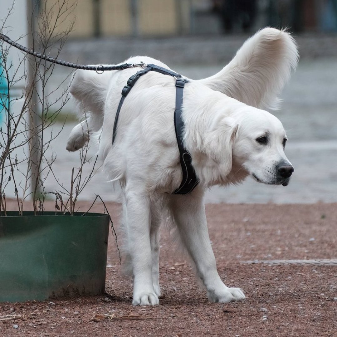 pusholder's tweet photo. İsviçre'de bir kasaba, köpeklerinin idrarını temizlemeyen sahiplerine para cezası uygulamaya başlıyor. https://t.co/LWhMwFu7iw