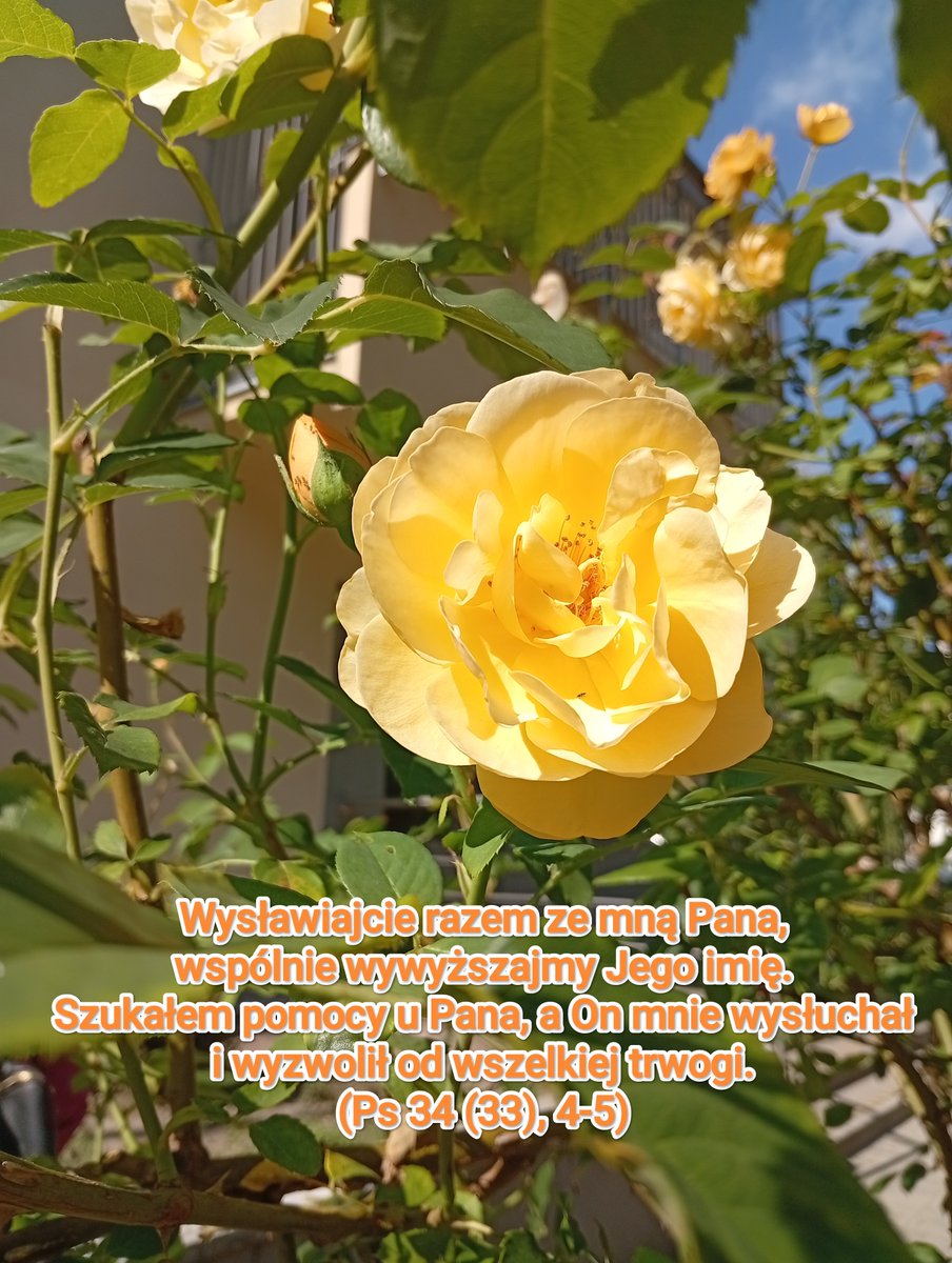 O_Pio_listy's tweet photo. 🕊️Słowo Boże na dziś 🕊️ 

Dzisiejszy Psalm przypomina nam, by wychwalać Pana w każdym czasie. Czy szukam Boga w codzienności? Czy dopiero jak jest źle, to sobie o Nim przypominam? Prośmy o serce, takie jak miała Maria z dzisiejszej Ewangelii, trwajmy bez względu na okoliczności. https://t.co/N94LgxXs7a