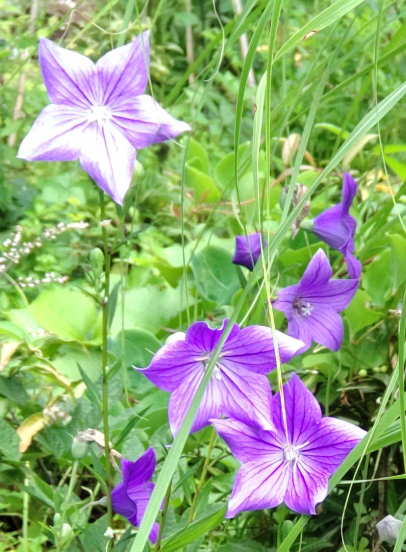 wY7rZbkkBNy9euO's tweet photo. おはようございます
熊本地震、大変ですね。
お見舞い申し上げます💐
無事をお祈り申し上げます🙏 https://t.co/0qrUgv69jV