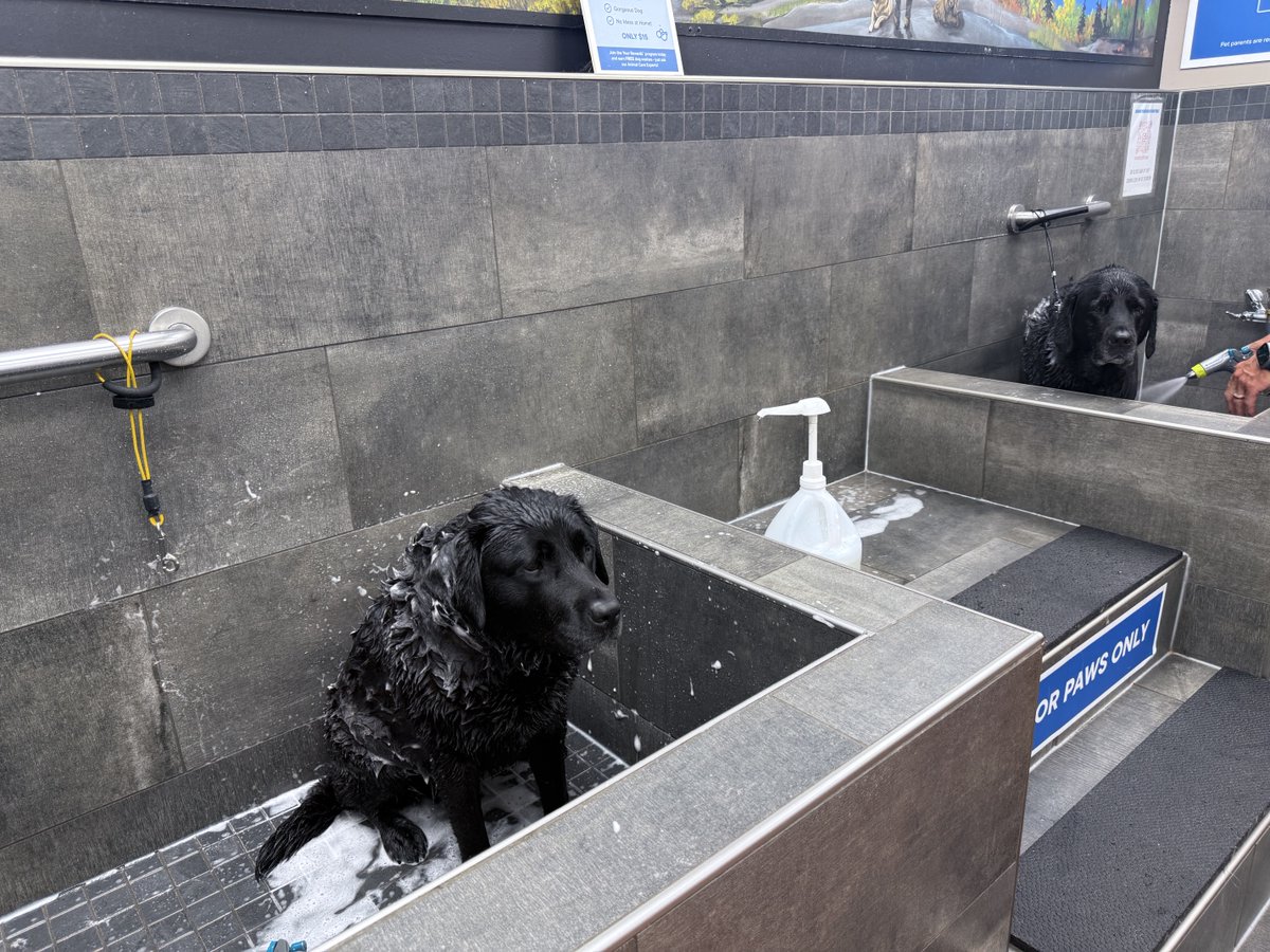 LisaMcilmoyle1's tweet photo. Thank you Pet Valu @townhuntsville for the FREE do-it-yourself dog washing!! 💦 🐾 Stocked up on some doggy supplies while there to show support during this challenging period of local road construction. #PetValu @Muskoka411 #dogwash Betty & Charlie loved it! https://t.co/V2BIkhw40X