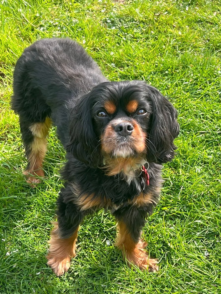 millypod1's tweet photo. 🆘29 JULY 2026 #Lost Dexter #ScanMe
Cavalier King Charles Spaniel  Male
#RinglandHills #Norwich #Norfolk #NR8
W3W: ///tinkle.anchorman.pots https://t.co/jcOYx5SyK2 https://t.co/GnLp9SF6Ga