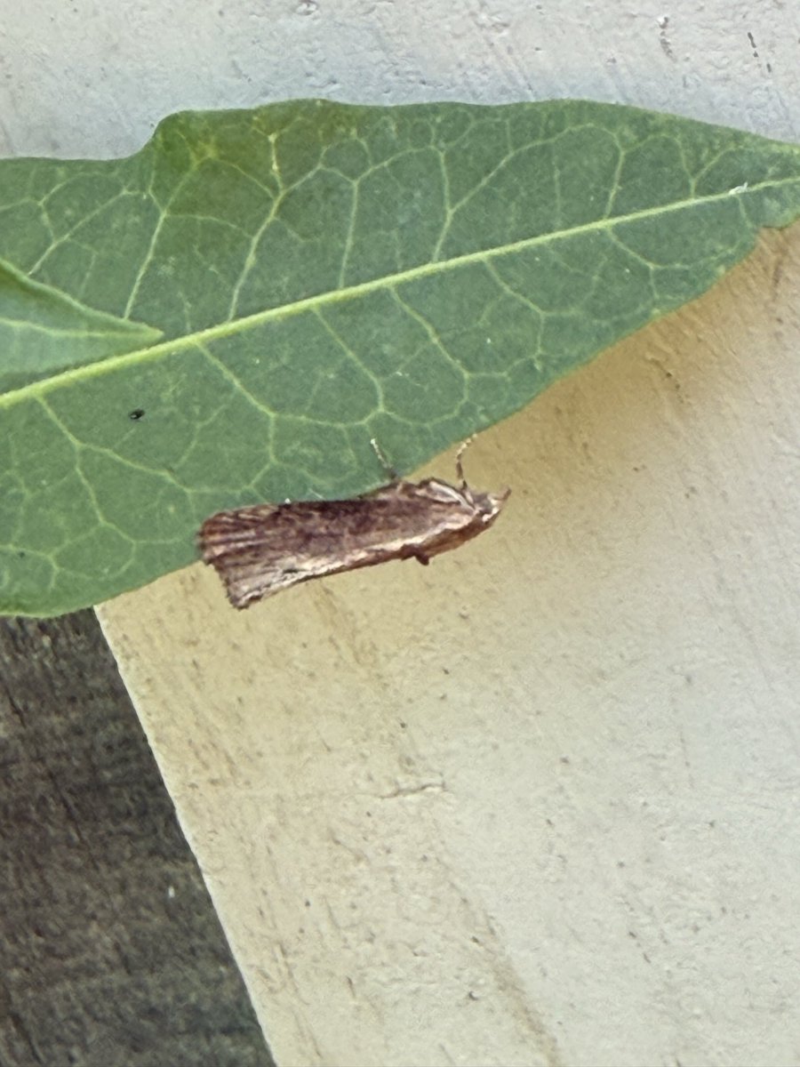 hs_parky's tweet photo. @MOTHIDUK hi Sean, is this a Silver Cloud? (Very battered!) https://t.co/CgTWHlr6iQ