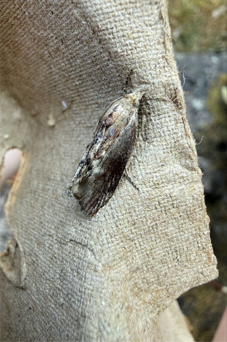 hs_parky's tweet photo. @MOTHIDUK hi Sean, is this a Silver Cloud? (Very battered!) https://t.co/CgTWHlr6iQ