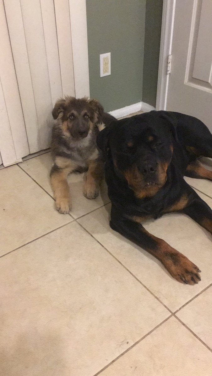 Tara808's tweet photo. I said goodbye to Fury about an hour ago. I'll miss this beautiful face every day until we meet again on the other side. I've had him since he was 7 weeks old and he was an absolutely brilliant sweet boy. He loved to yell in the car driving to the park.  Cancer sucks! https://t.co/Gz2aHKta7e