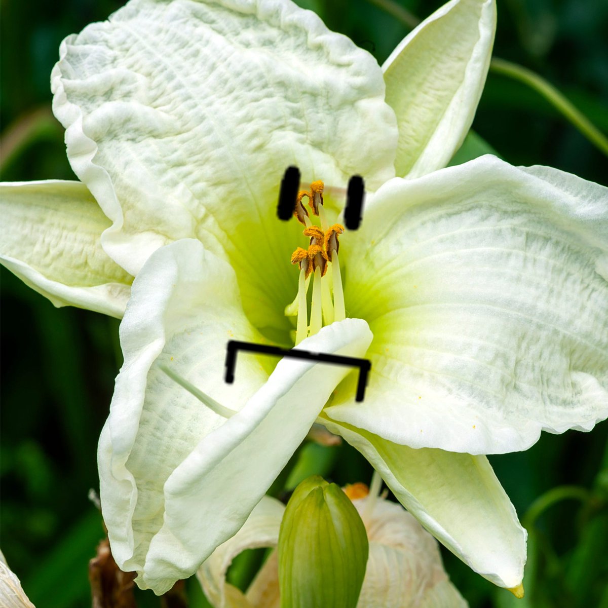 Fripsy168853's tweet photo. Coiltaker flower #liveoflife https://t.co/dgXtlikI9a
