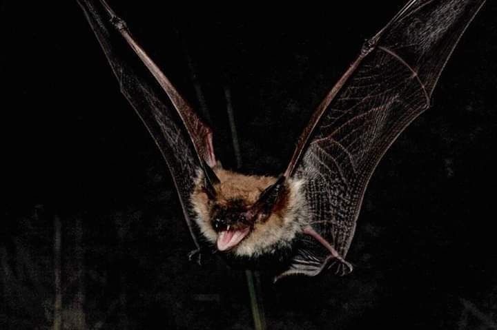 urgoregff's tweet photo. another day of wishing i had bat wings https://t.co/N8taxQWLH4