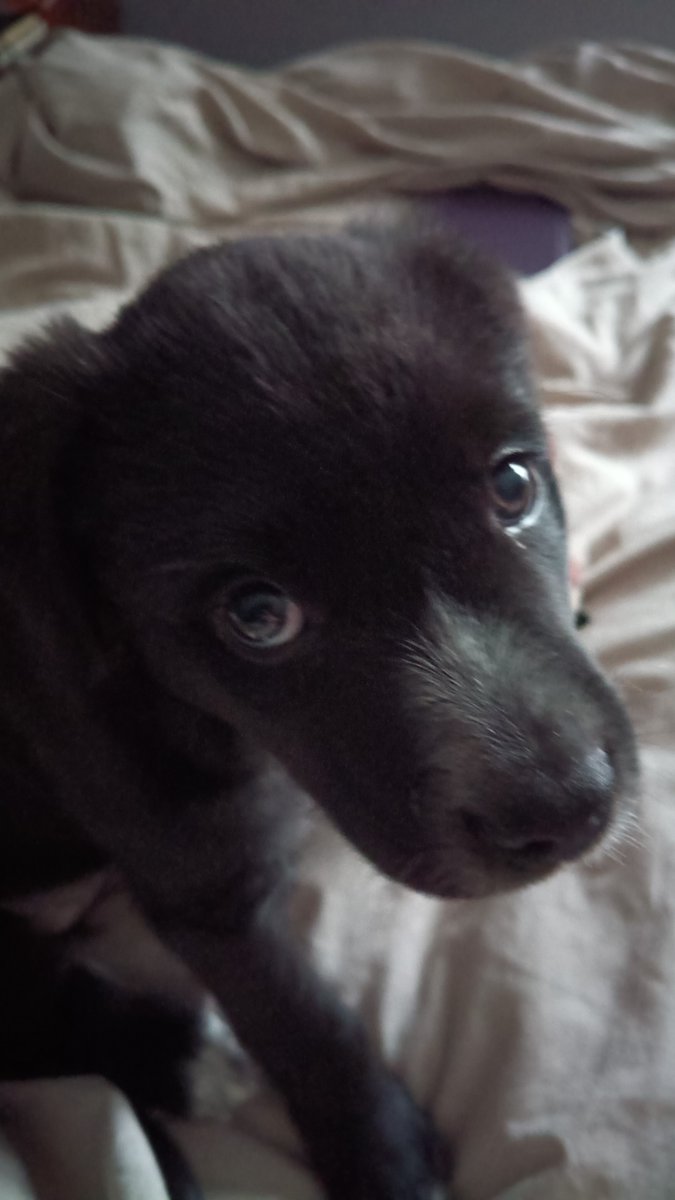 tramdohr's tweet photo. La historia del perrito en el televisor me da una pena tremenda.

El domingo adoptamos a nuestra segunda perrita (la mayor también es rescatada) con una fundación que rescata y acoge perrines de todas las edades.

Les dejo unas fotos de guagua Luna para que amen a los perritos. https://t.co/qcAySqoSIA