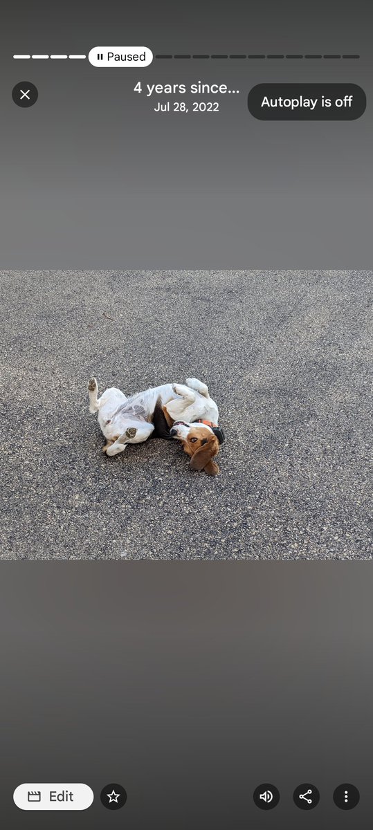 Krazy_Kircus's tweet photo. My baby Daisy escaped the dog run on July 17th and hasn't been seen since. If anyone is in the Southern Shawano/ Northern Waupaca counties near Embarrass please keep an eye or ear out for her. She could use some good thoughts and prayers to find her way home. https://t.co/JTHnRtISUY