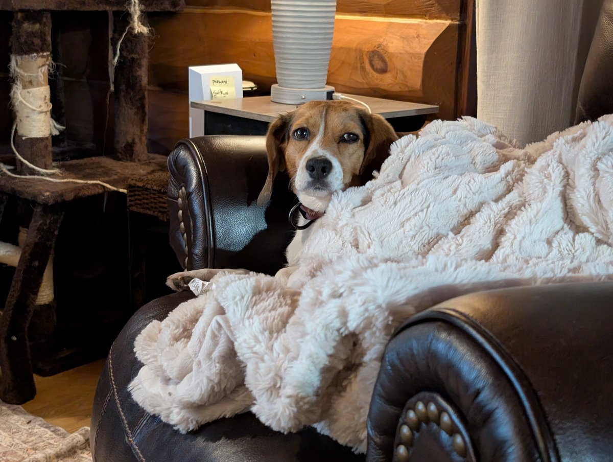 Krazy_Kircus's tweet photo. My baby Daisy escaped the dog run on July 17th and hasn't been seen since. If anyone is in the Southern Shawano/ Northern Waupaca counties near Embarrass please keep an eye or ear out for her. She could use some good thoughts and prayers to find her way home. https://t.co/JTHnRtISUY