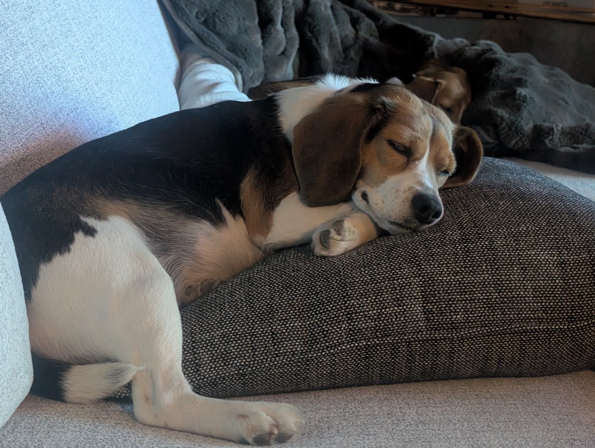 Krazy_Kircus's tweet photo. My baby Daisy escaped the dog run on July 17th and hasn't been seen since. If anyone is in the Southern Shawano/ Northern Waupaca counties near Embarrass please keep an eye or ear out for her. She could use some good thoughts and prayers to find her way home. https://t.co/JTHnRtISUY