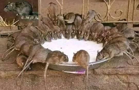 The Nigerian Farmer tweet media