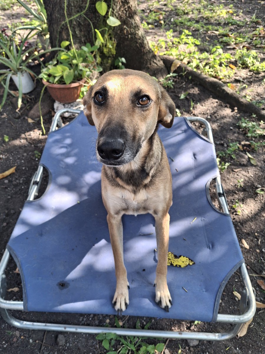 Nyu_umi's tweet photo. Soy Emmita, me rescataron cuando tenía 4 meses y me estaba rindiendo por el parvovirus 
Ya tengo 2 años, peso 15 kg, soy una loquilla divertida, muy juguetona, besucona y amorosa, si eres alguien que ama los paseos, apapachar, dormir juntos y jugar puedes adoptarme!💗
#México🐾 https://t.co/ixovEVkqzL