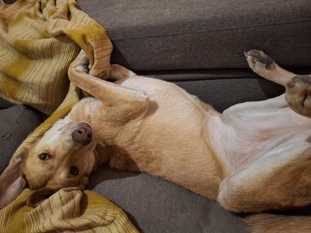 Nyu_umi's tweet photo. Soy Ámbar tenía 4 meses cuando me rescataron porque tenía parvo, ya tengo 2 años, soy una perrita tímida pero muy divertida e inteligente! 

Me encantaría encontrar un hogar donde sea la consentida, me encanta dormir raro y jugar mucho con mis hermanos!
Adoptáme estoy en #México https://t.co/x97H3qcwS1
