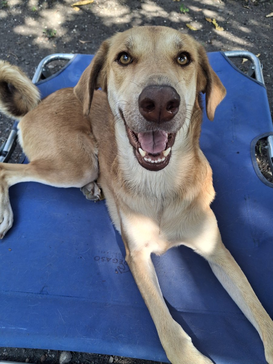 Nyu_umi's tweet photo. Soy Ámbar tenía 4 meses cuando me rescataron porque tenía parvo, ya tengo 2 años, soy una perrita tímida pero muy divertida e inteligente! 

Me encantaría encontrar un hogar donde sea la consentida, me encanta dormir raro y jugar mucho con mis hermanos!
Adoptáme estoy en #México https://t.co/x97H3qcwS1