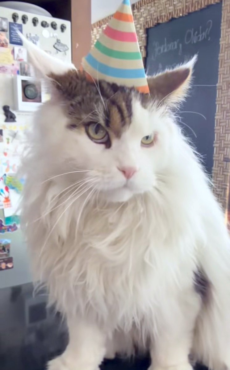 SamcvRR's tweet photo. ¡FELIZ CUMPLEAÑOS!🐈🎈✨
Al gatito más guapo, feliz y enojado al mismo tiempo jajaja uno de los consentidos del fandom🎉 https://t.co/rgvfQl4NPC