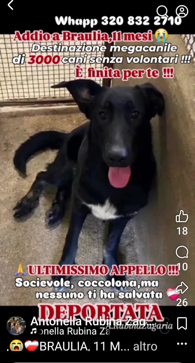 Gioia46507476's tweet photo. BRAULIA, 11 MESI, 25 KG. NESSUNA RICHIESTA PER LEI, VERRÀ TRASFERITA IN UN MEGACANILE DI 3000 ANIME‼️‼️‼️‼️CONDIVIDETE PER FAVORE 🙏❤️🙏❤️🙏 https://t.co/maaoh6QHV0