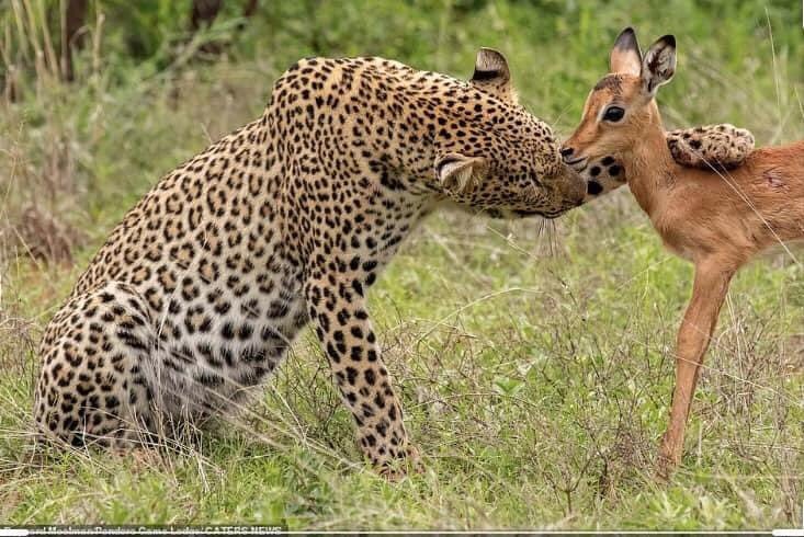 dhaprof25's tweet photo. Come Close nau.., I mean you No harm... https://t.co/J6gmlS0J2W
