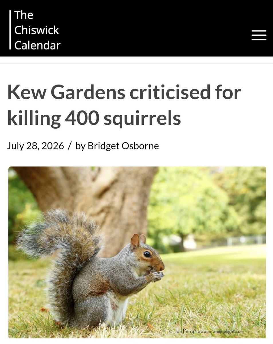 squirrels_urban's tweet photo. https://t.co/oGCAiL5v6p https://t.co/roHV4LZjOe