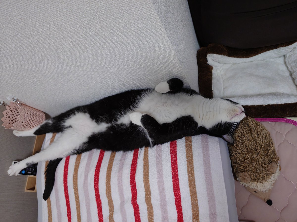 ameri93's tweet photo. 寝落ちてて目覚めて振り返ったらこれ😹
※あたしの枕の上 https://t.co/vHo1f7vg5A