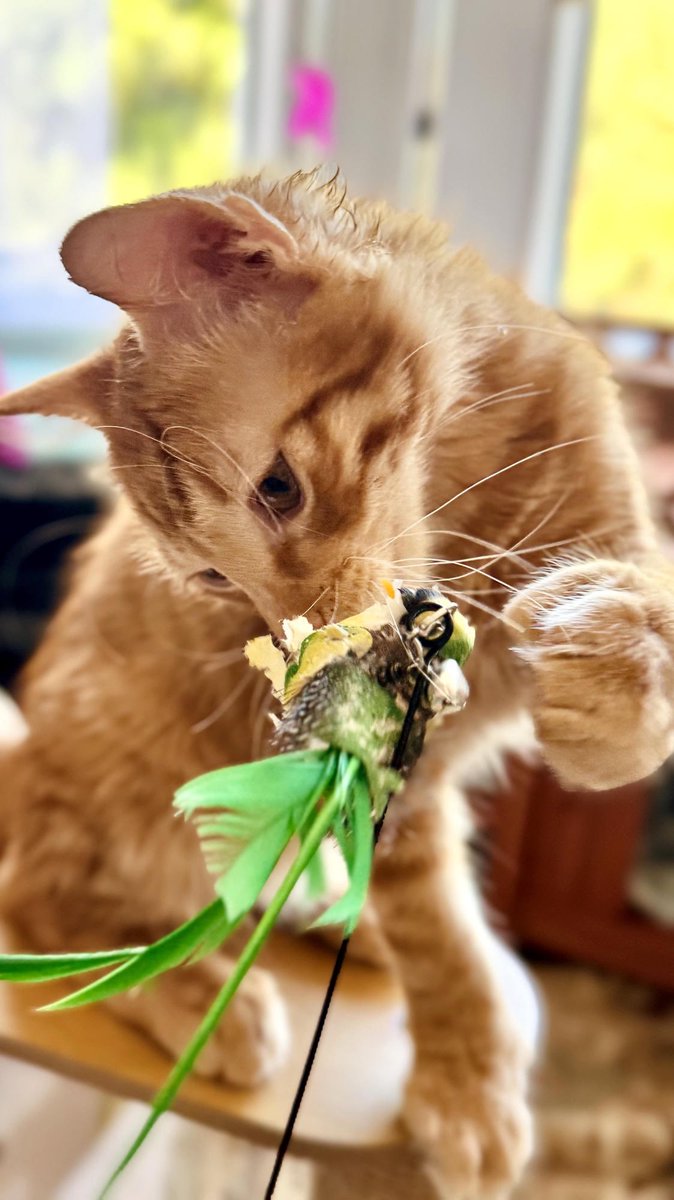 RustyGotMittens's tweet photo. These toys thought they were ready. They were not. Rusty, 22 toes, zero mercy. https://t.co/JXbFX8OPno