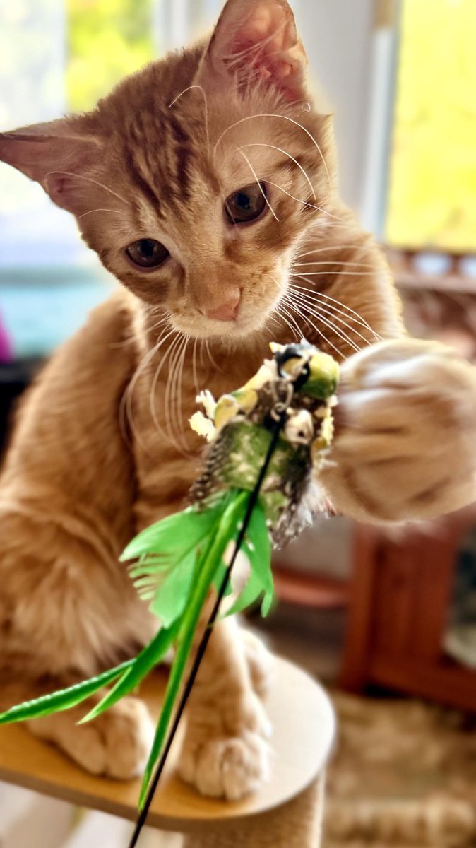 RustyGotMittens's tweet photo. These toys thought they were ready. They were not. Rusty, 22 toes, zero mercy. https://t.co/JXbFX8OPno