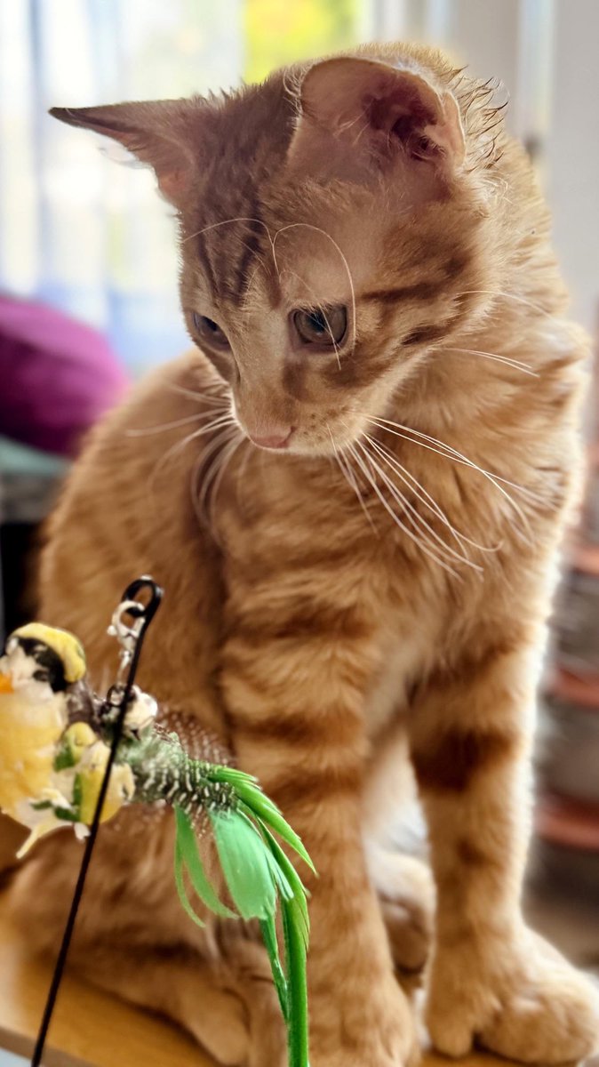 RustyGotMittens's tweet photo. These toys thought they were ready. They were not. Rusty, 22 toes, zero mercy. https://t.co/JXbFX8OPno