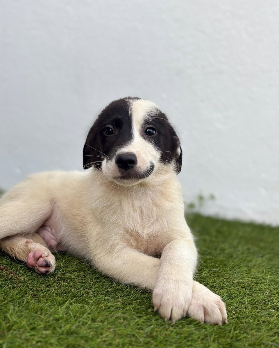 dog_rates tweet picture