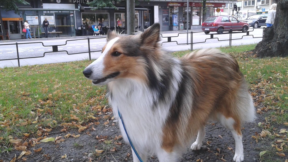 OLIRC1961's tweet photo. @otakara18 As a dog owner my self  with a 12 years old mix I understand him completely. https://t.co/0Sp6xel04G