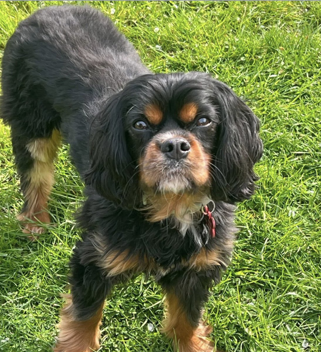 rosieDoc2's tweet photo. #SpanielHour 

DEXTER cavalier King Charles missing Ringland Hills, NORWICH 
What3Words ///tinkle.anchorman.pots #NR8 
29/7/26
Male black&amp;tan adult (White hair on chin&amp;chest)
MIGHT BE SKITTISH so do not attempt to pick up 
https://t.co/EyKL2legb5
@EveningNews @JacquiSaid https://t.co/IOMLhRfvmN