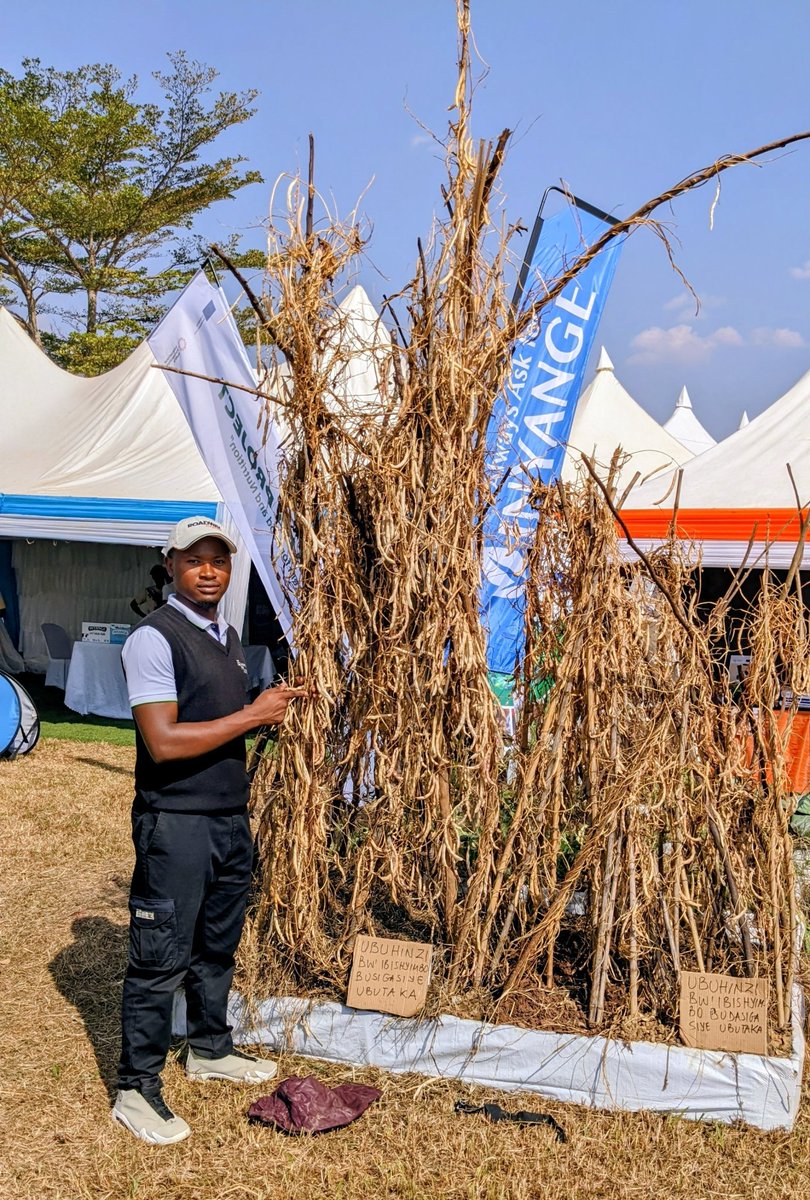 niyo_charles's tweet photo. One picture, two farming approaches, one powerful lesson!

This field demonstration at #RwandaAgriShow2026 gives a striking visual comparison between conservation agriculture and standard farming practices.

On the left, the taller and more vigorous crop stand represents the conservation agriculture approach, while the shorter crop stand represents the standard farming practice. The difference in crop development is hard to miss.

Conservation agriculture is not simply about growing crops, it is about protecting and improving the soil while maintaining productivity over time. Practices such as minimum soil disturbance, maintaining soil cover, and integrating crop residues or organic matter can help improve soil structure, reduce erosion, conserve moisture, and support healthier soils.

For farmers, demonstrations like this are important because they turn agricultural concepts into something we can see and compare directly in the field.

When the same crop is managed under different approaches, the results can provide valuable lessons about how farming practices influence crop performance.

Healthy soil is the foundation of sustainable agriculture.

The question is: Which farming approach would you choose for your farm, and why? 

📍 Rwanda Agriculture Show 2026

#RwandaAgriShow2026
#RwandaAgriShow2026 #ConservationAgriculture #SustainableAgriculture 

@RwandaAgri 
@RwandaAgriBoard 
@RwandAgriExport 
@BRDbank 
@BankofKigali 
@FAORwanda 
@AGRA_Africa 
@SNVworld 
@CARE 
@HeiferRwanda 
@bralirwaplc
@IITARWANDA 
@IITA_CGIAR 
@Cipotato
