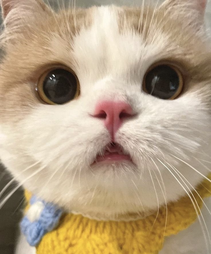 kitty hobi tweet media