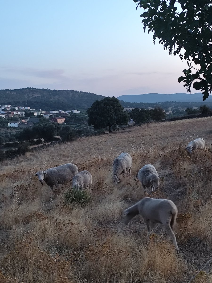 Juanjo_de_akkad's tweet photo. Bueno, y para culminar la temática de los bulos rurales, os traigo una auténtica alucinación: ovejas pastando en una dehesa de uso comunal que, además, forma parte de la Red Natura 2000. No sé cómo es posible, si Cuñado Cuñadez me ha dicho que es ilegal que el ganado paste. https://t.co/jExh4J1mee