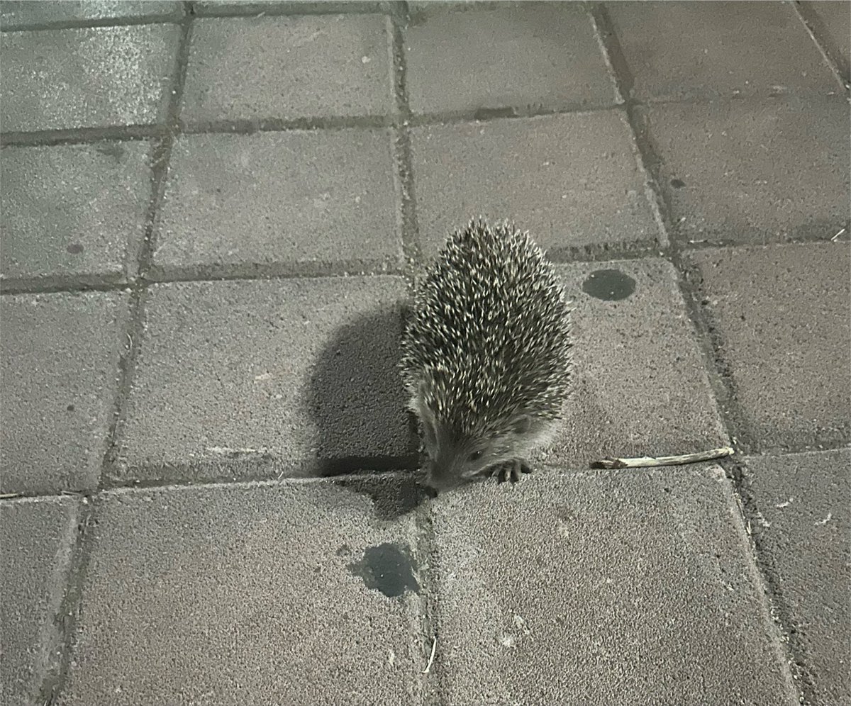 Selaymutlu_'s tweet photo. Samimiyetimiz bir tık arttı bu arkadaşla 🦔 https://t.co/XTvOOwzNfo