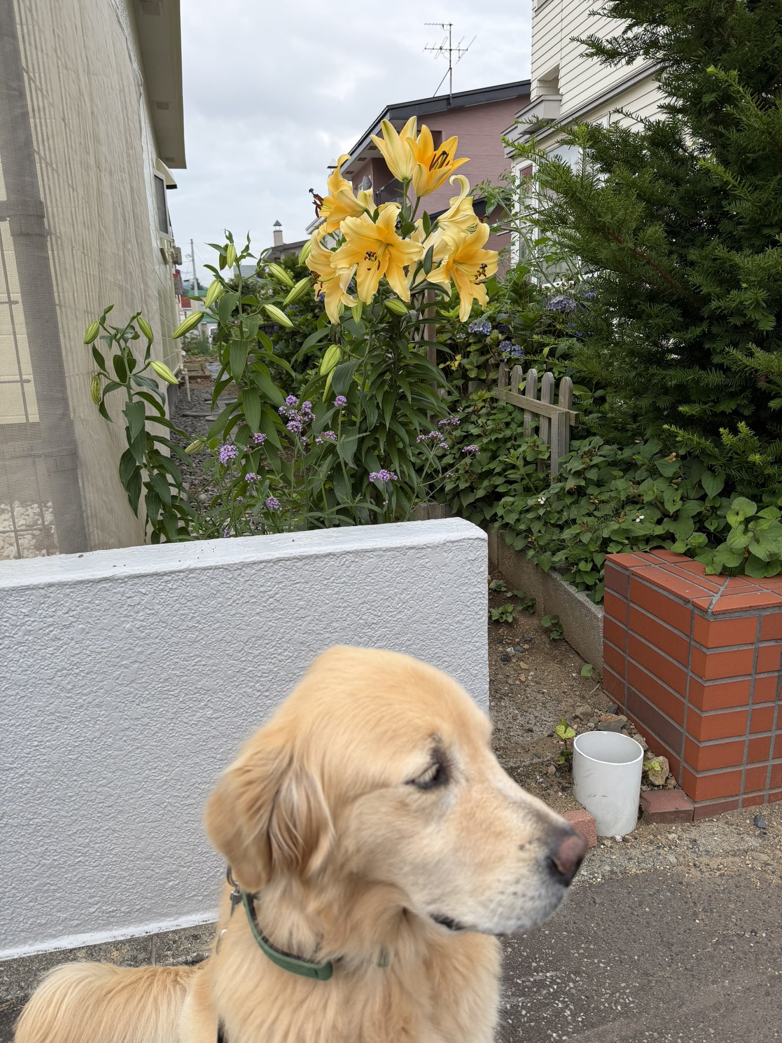 goldenretriever - Search / X