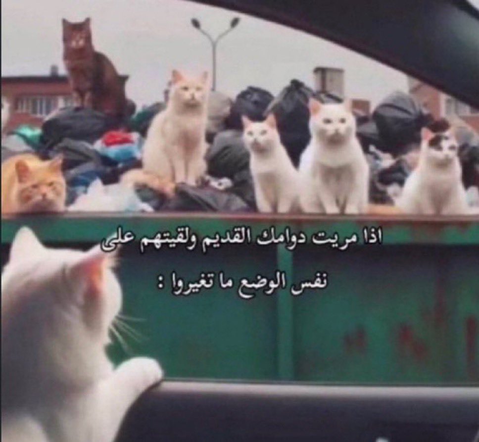 العرباوي tweet media