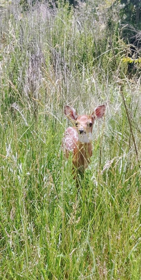 CorinaDanby's tweet photo. maybe staying hidden is just an elaborate way of making sure no one notices that i have absolutely no clue what is going on anymore 🦌 https://t.co/McqWXYgEYx