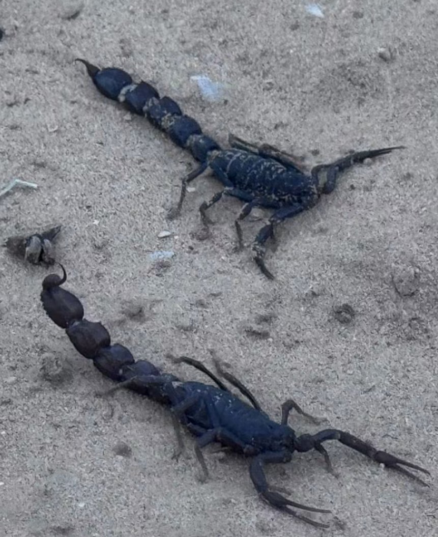 Abdullah_Om3r03's tweet photo. 🔴 A Final Call to Everyone Who Still Cares...

Rats 🐀, snakes 🐍, and mosquitoes 🦟 have become yet another humanitarian disaster in Gaza.

People are living in unbearable conditions and urgently need immediate action.

Please don't stay silent. Speak about them. Share their stories. Let their voices be heard. The crisis is growing worse with each passing day.

🔁 Share this post perhaps their voices will reach someone who can make a difference.