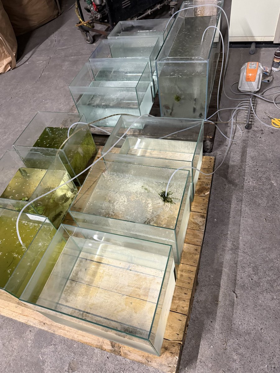 Shingaebi's tweet photo. やっと生体たちを助け出せるところまで来ました。
でも、目の前で次々と魚たちが力尽きていく姿を見るのは、本当に悔しくて辛いです。
もっと早く助けてあげたかった…その思いばかりが頭をよぎります。
今日はさすがにもう暗くてヘッドライトの充電と自分の身体の充電が限界なので少し休みます。
体力と時間が欲しい
明日また、一匹でも多くの命を救えるように頑張ります。