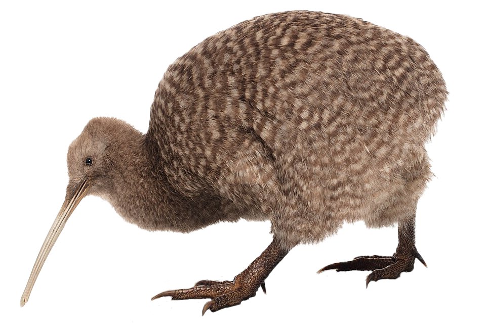 Zeykr3's tweet photo. Chibi reviews is a colorblind hack to think that a 'soyjak' is the same thing as a 'kiwi'

Ooh how scary, the kiwi bird is clearly the same as the chibijak, no wonder chibi cant tell the difference between a 'fictional kid' and 'real ones'. https://t.co/ulEFZXCfLT