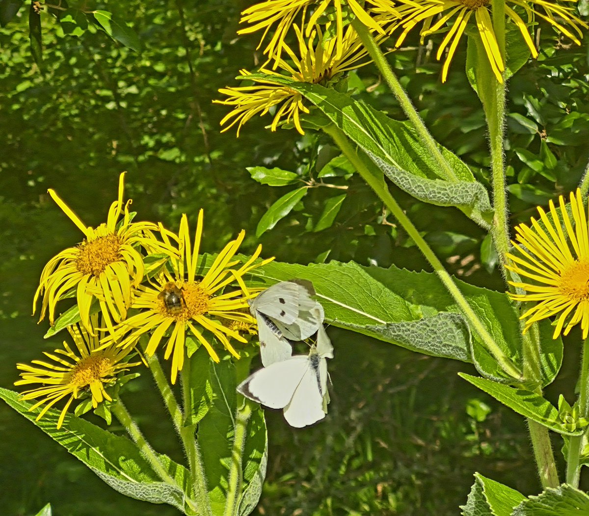 LissadellHouse's tweet photo. Butterflies flutter by https://t.co/ujWVNfU2UB