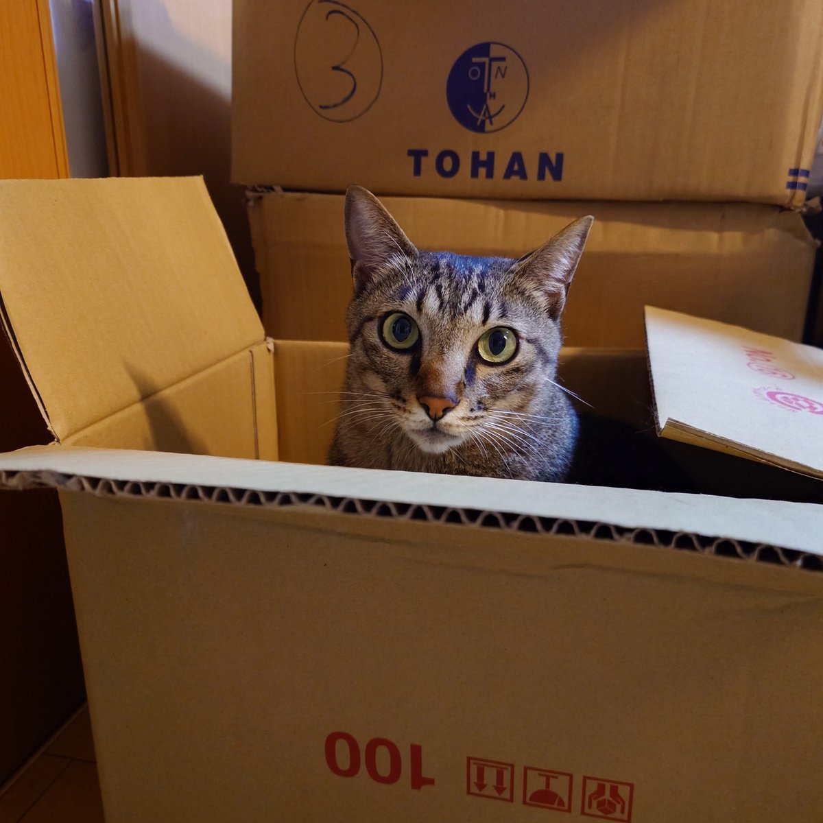 MichiruF's tweet photo. ダン箱を畳もうと振り返ったら入っている……。それが猫。
#N機関 #ちびすけ https://t.co/XIAIw14ZZa