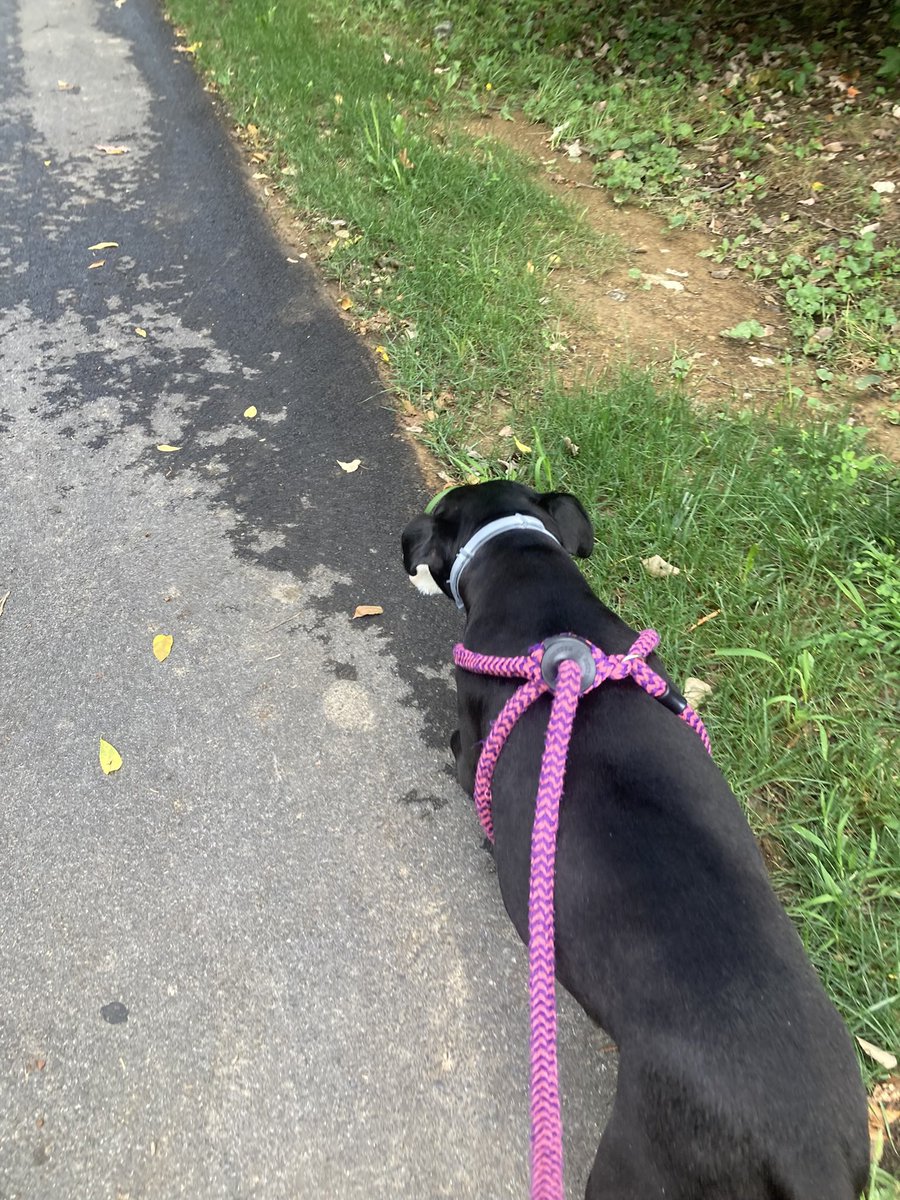 fearlessplaces's tweet photo. I love my dog https://t.co/gtugbOjJd1