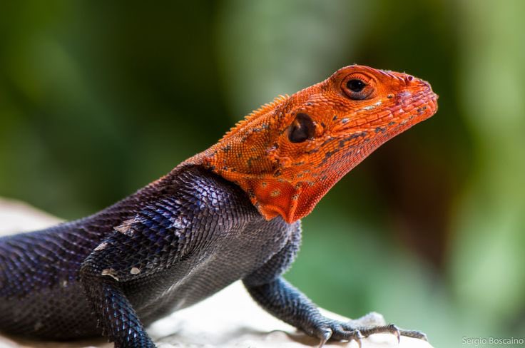 Ohamzychi's tweet photo. @ruffydfire That push up reminds me of this reptile 😃😃 https://t.co/XuWTEi17l5