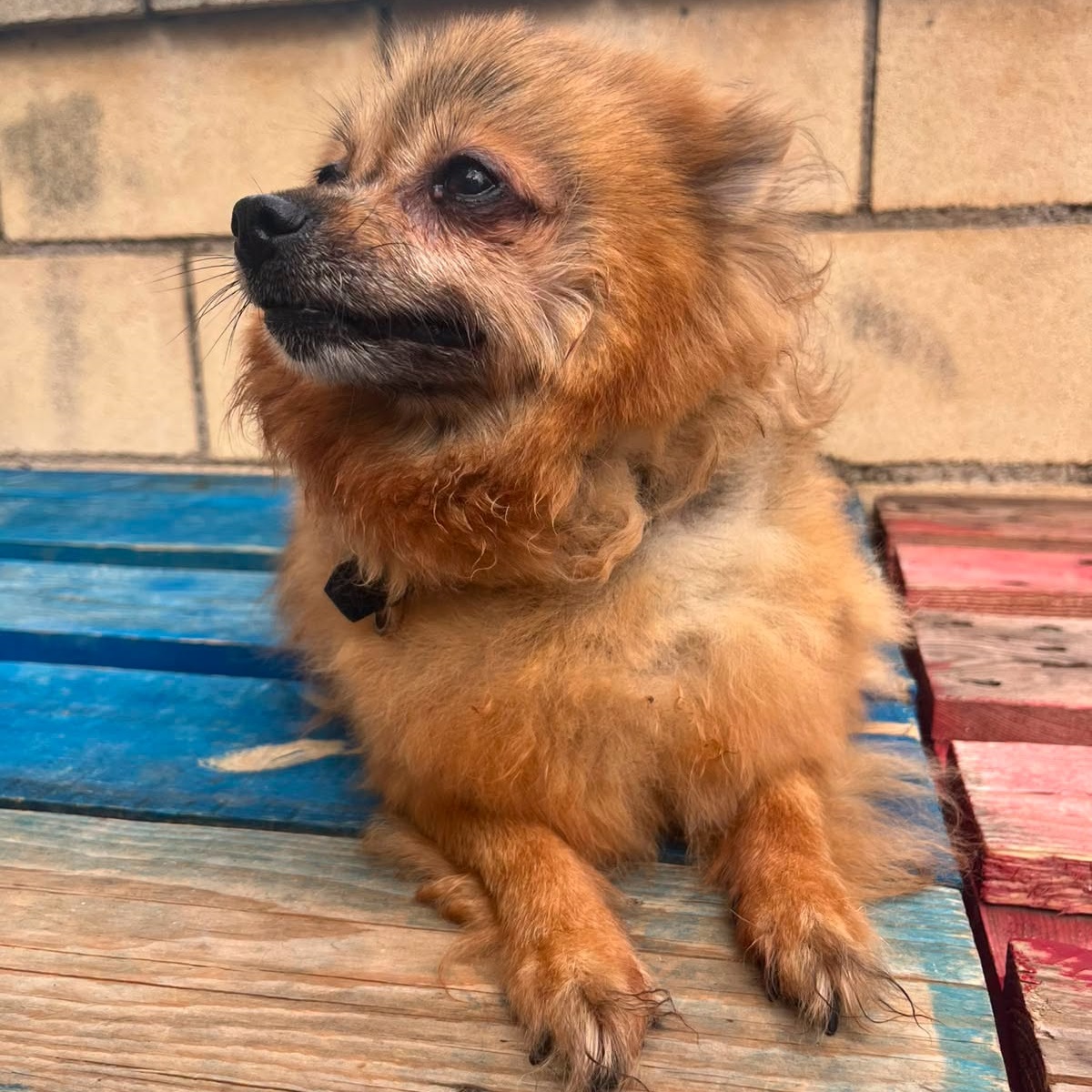 SosAbuelos1's tweet photo. #LaRioja
Se llama #ESTRELLA. Tiene 7 años. Es dulce y cariñosa. Le encantan los mimos y estar cerca de las personas

Tiene algunos problemas de salud. Necesita una familia comprometida. A cambio, llenará vuestro hogar de ternura y gratitud

Contacto: canasadopciones@gmail.com https://t.co/LrRz4DznZw