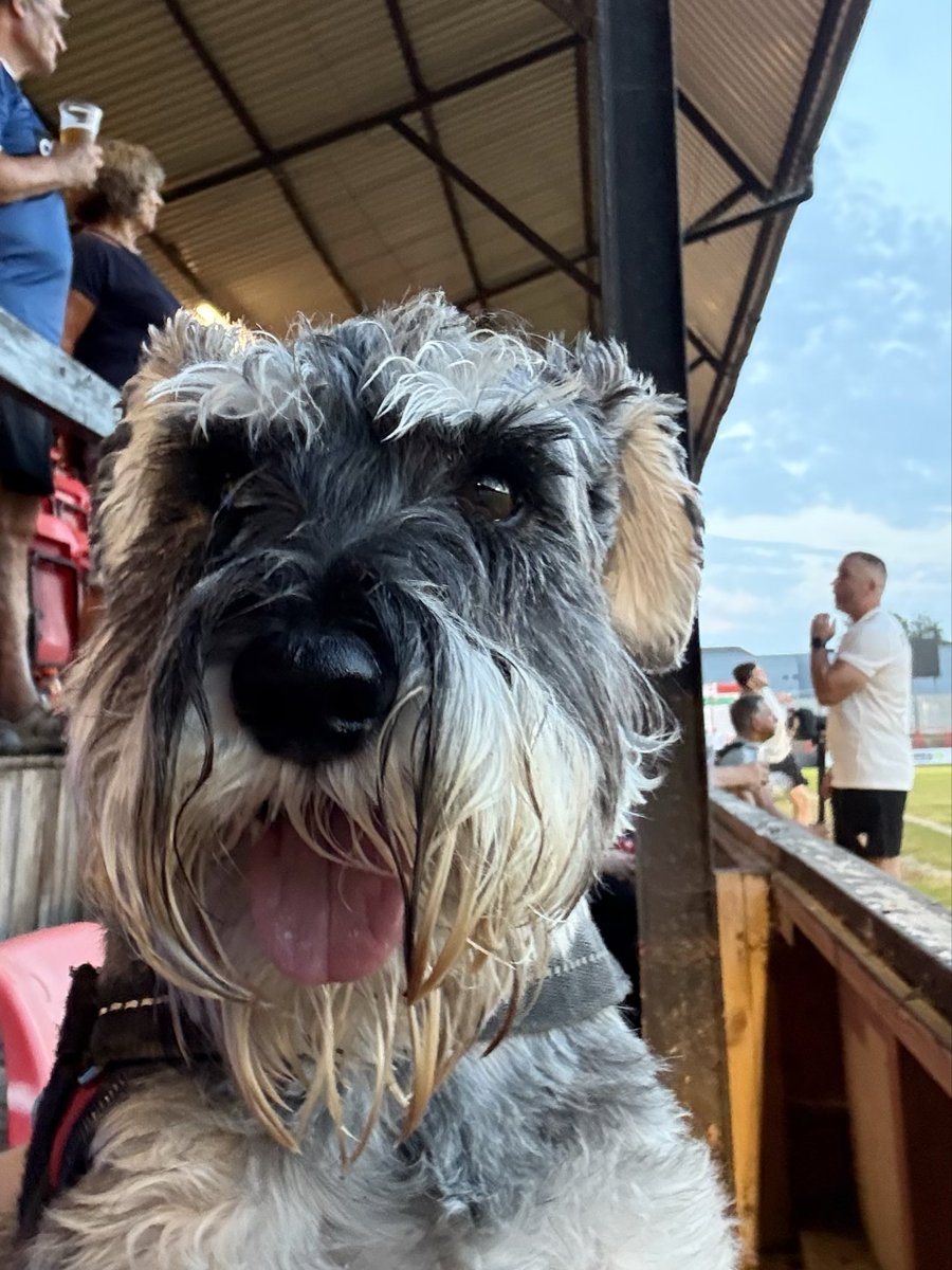 nonleaguedogs's tweet photo. Waffles on home turf at @wellingunited v @BTFC #waffleswednesday
๐ธ @MrWafflesTheDog https://t.co/0ExoVBRAZ6