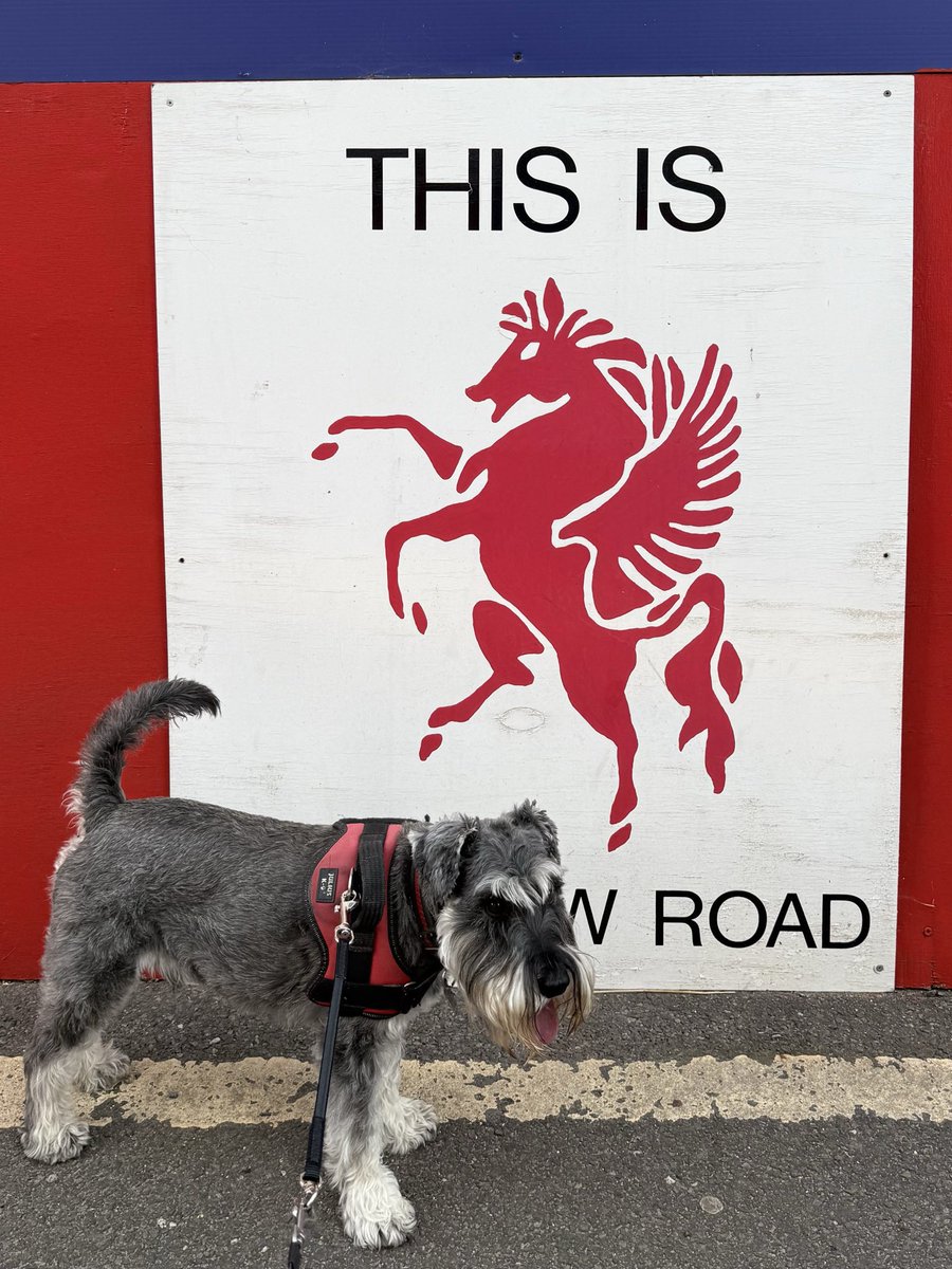 nonleaguedogs's tweet photo. Waffles on home turf at @wellingunited v @BTFC #waffleswednesday
๐ธ @MrWafflesTheDog https://t.co/0ExoVBRAZ6